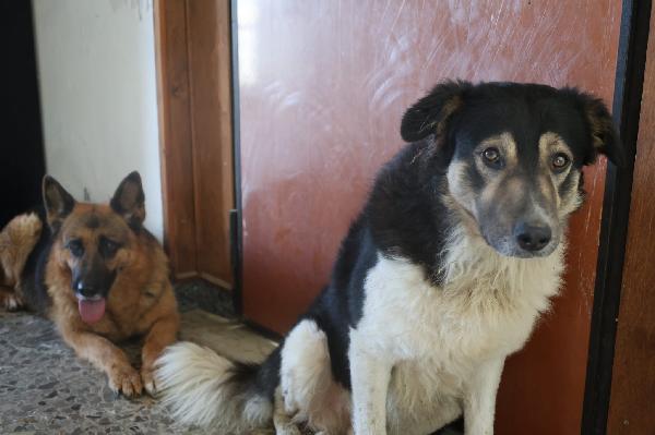 Balu splendido giovanotto cerca casa  Foto 8