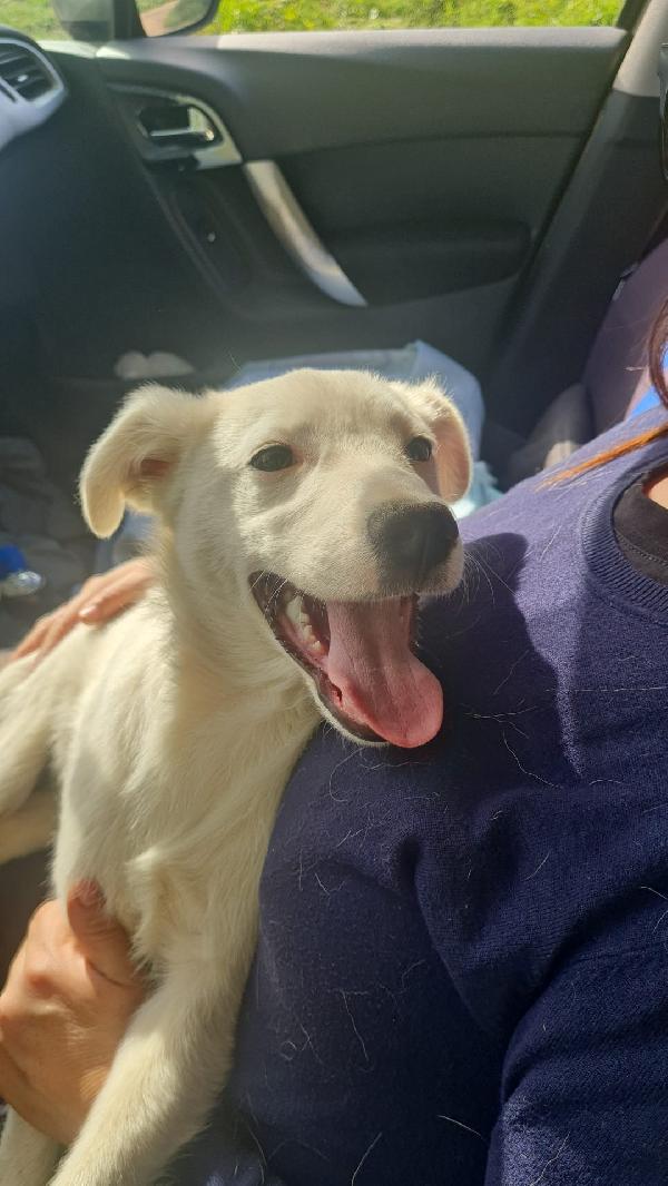 Charley Splendido Dolce Cucciolo Cerca Casa 