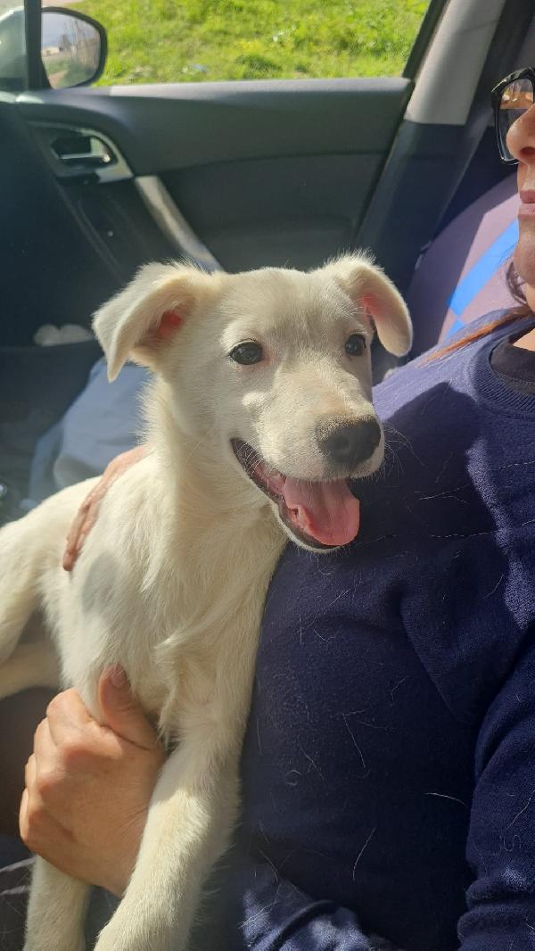 Charley splendido dolce cucciolo cerca casa  Foto 2