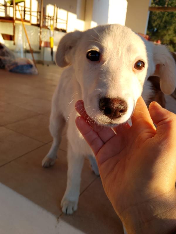 Charley splendido dolce cucciolo cerca casa  Foto 3