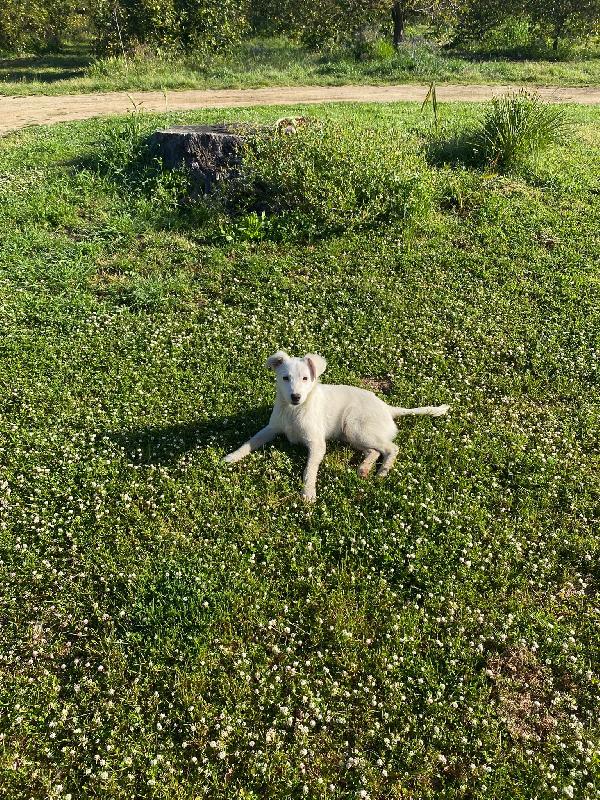 Charley splendido dolce cucciolo cerca casa  Foto 4