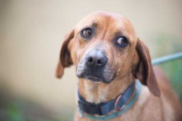 Lampo ❤️ Segugino Cerca Casa 