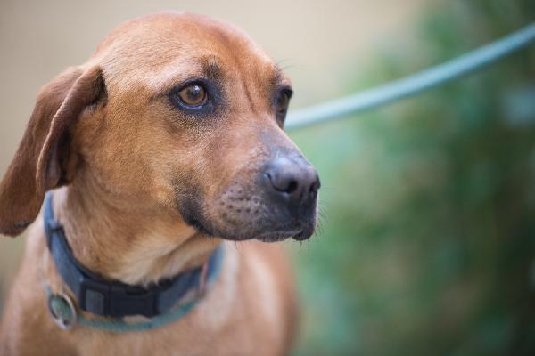 LAMPO ❤️ SEGUGINO CERCA CASA  Foto 3