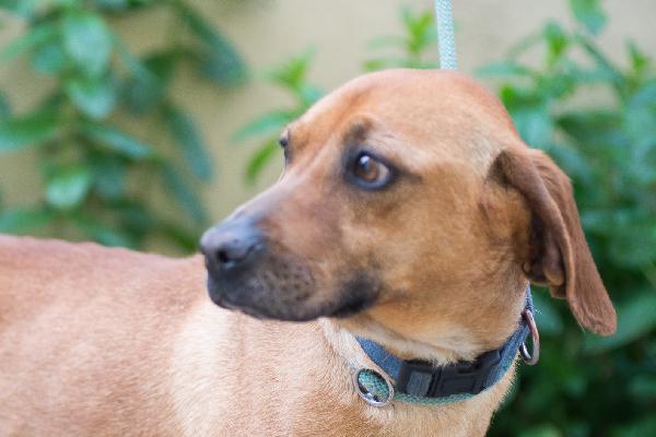 LAMPO ❤️ SEGUGINO CERCA CASA  Foto 5