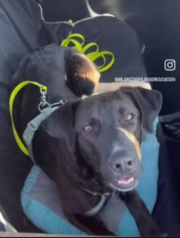 Aky Quasi 2Anni Salito A Milano Oltre 1Anno Fa Help