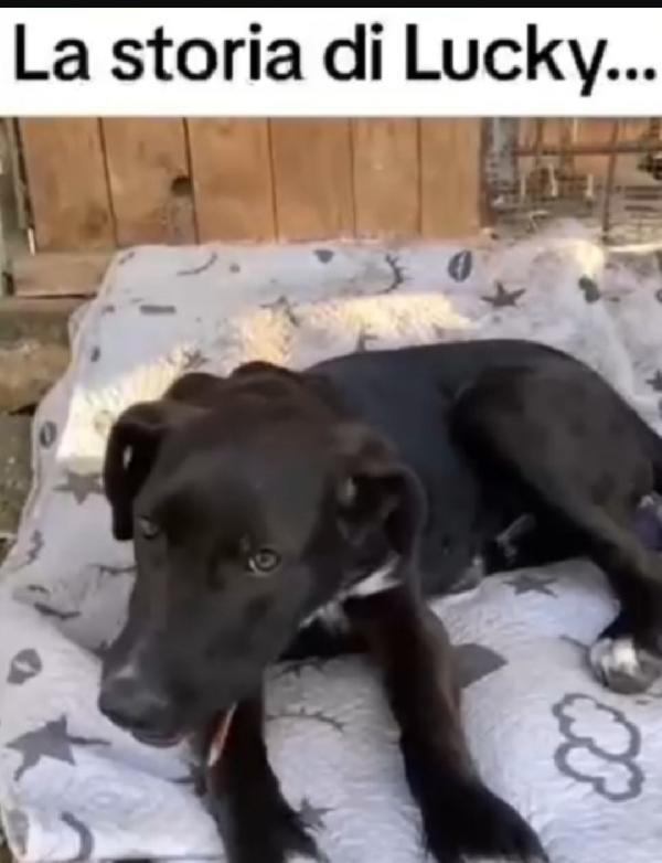 Aky quasi 2anni salito a MILANO oltre 1anno fa HELP Foto 5