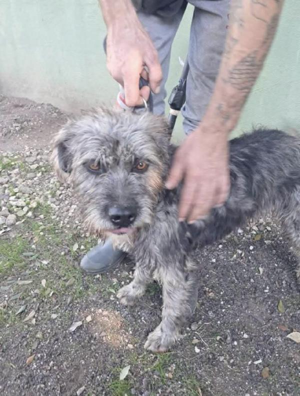 Kros Lo Spinoncino Dagli Occhi Color Nocciola 