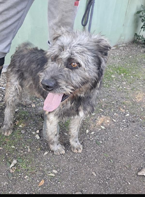 Kros lo spinoncino dagli occhi color nocciola  Foto 2