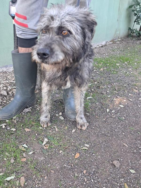 Kros lo spinoncino dagli occhi color nocciola  Foto 3