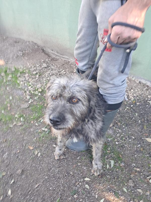 Kros lo spinoncino dagli occhi color nocciola  Foto 4