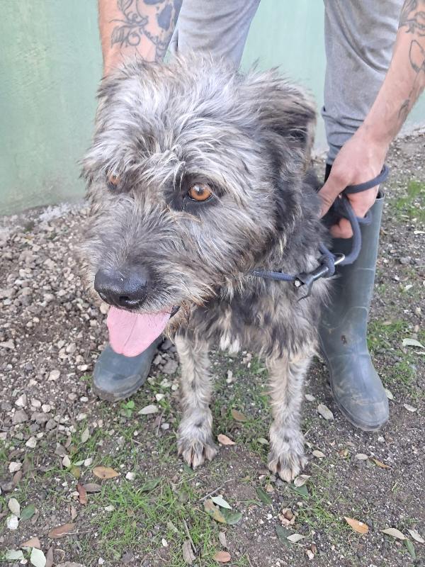 Kros lo spinoncino dagli occhi color nocciola  Foto 5