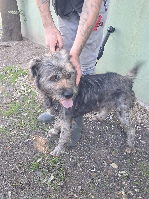 Kros lo spinoncino dagli occhi color nocciola  Foto 6