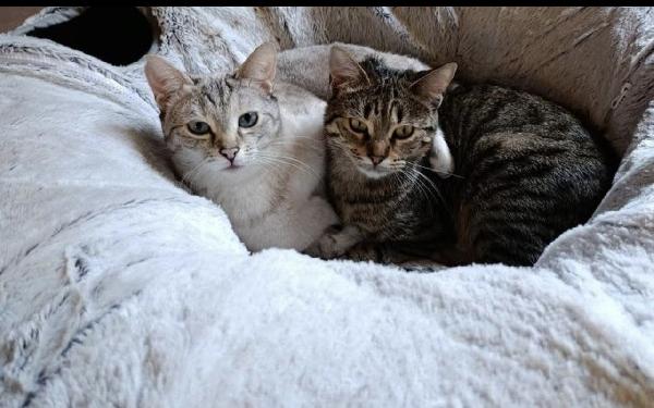 Asha e Molly micine simil siamese e tigrata Foto 2