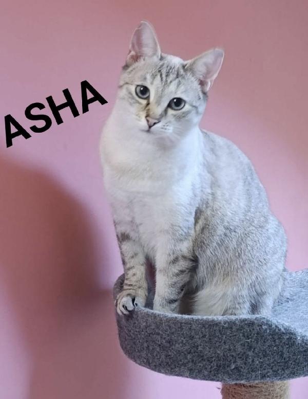 Asha e Molly micine simil siamese e tigrata Foto 3