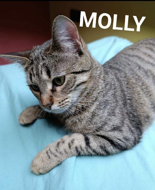 Asha e Molly micine simil siamese e tigrata Foto 4