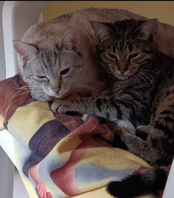 Asha e Molly micine simil siamese e tigrata Foto 5