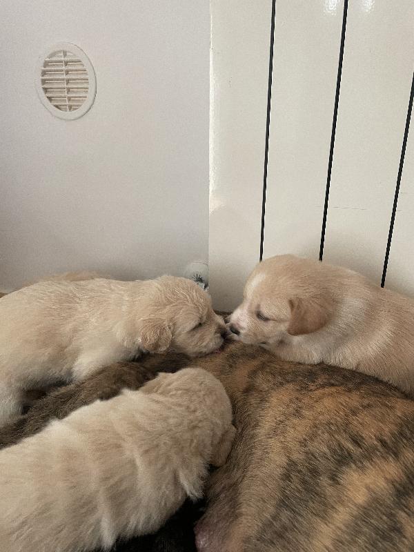 Cuccioli in adozione! - media 2