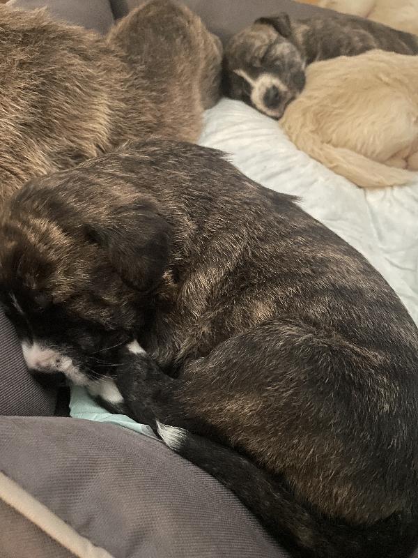 Cuccioli in adozione! - media 4