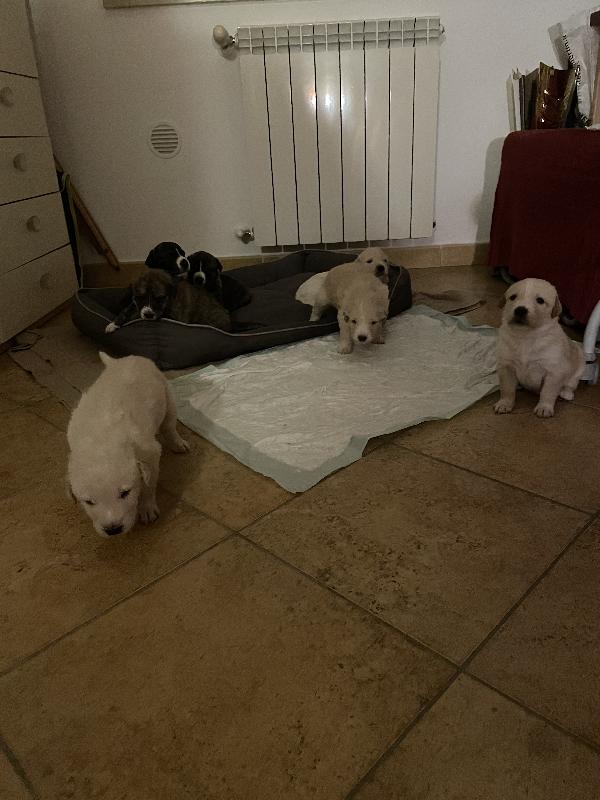 Cuccioli in adozione! - media 5