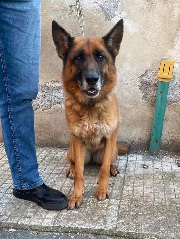 Pastore Tedesco Femmina 5Anni E 1/2 Rimasta Sola.sicilia