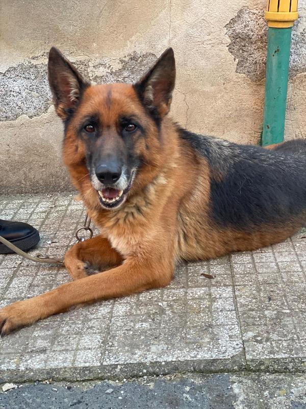 Pastore Tedesco femmina 5anni e 1/2 rimasta sola.SICILIA Foto 2