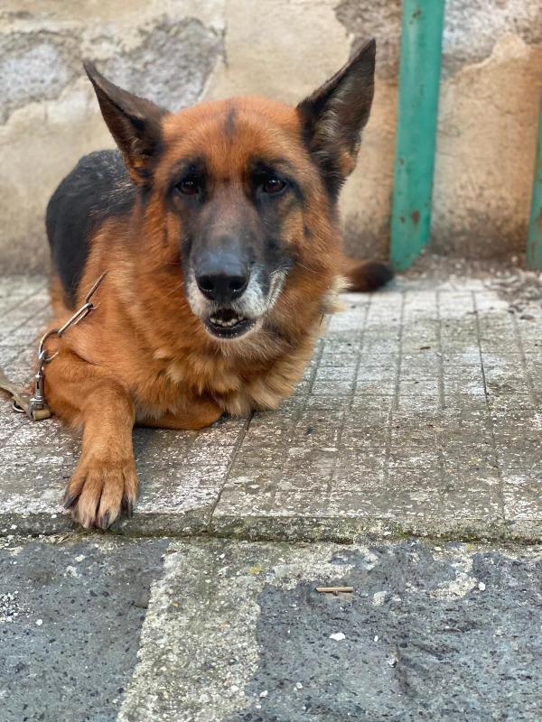 Pastore Tedesco femmina 5anni e 1/2 rimasta sola.SICILIA Foto 3