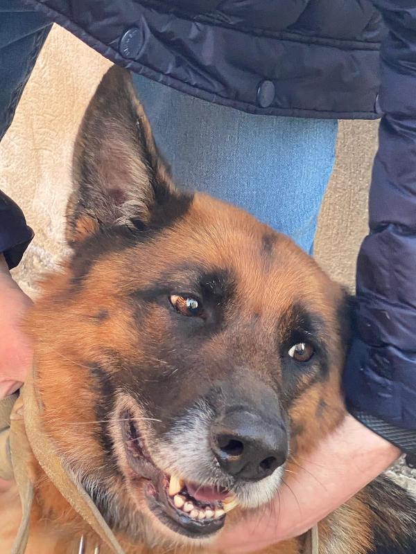 Pastore Tedesco femmina 5anni e 1/2 rimasta sola.SICILIA Foto 4