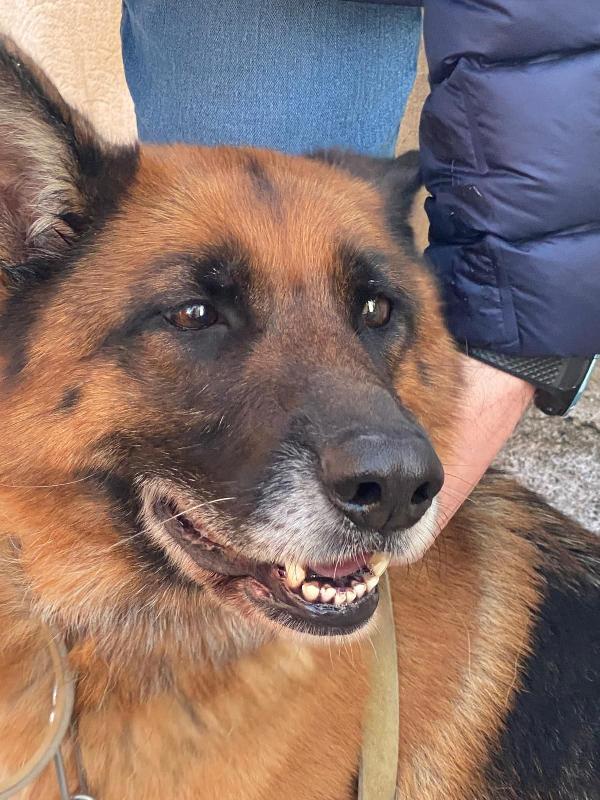 Pastore Tedesco femmina 5anni e 1/2 rimasta sola.SICILIA Foto 5