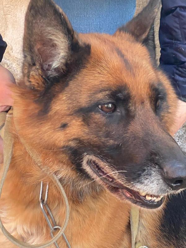 Pastore Tedesco femmina 5anni e 1/2 rimasta sola.SICILIA Foto 6