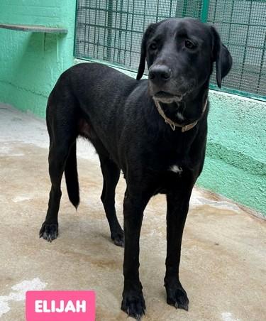 ELIJA LABRADOR Foto 6
