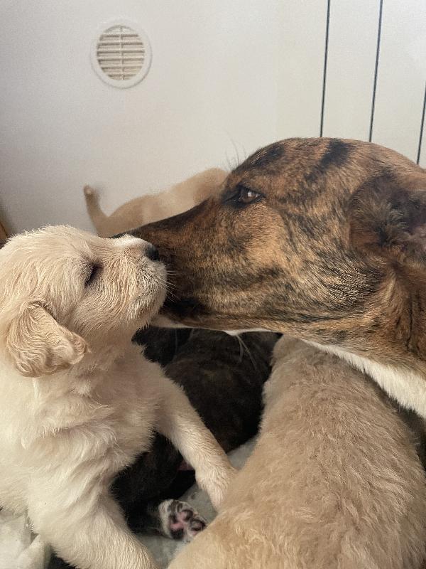 Cuccioli Cercano Casa 🐶🏡