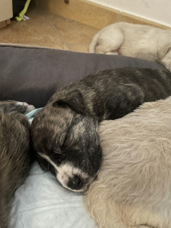 Cuccioli cercano casa 🐶🏡 Foto 2