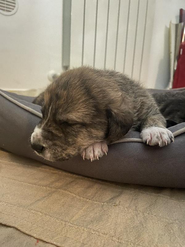 Cuccioli cercano casa 🐶🏡 Foto 3