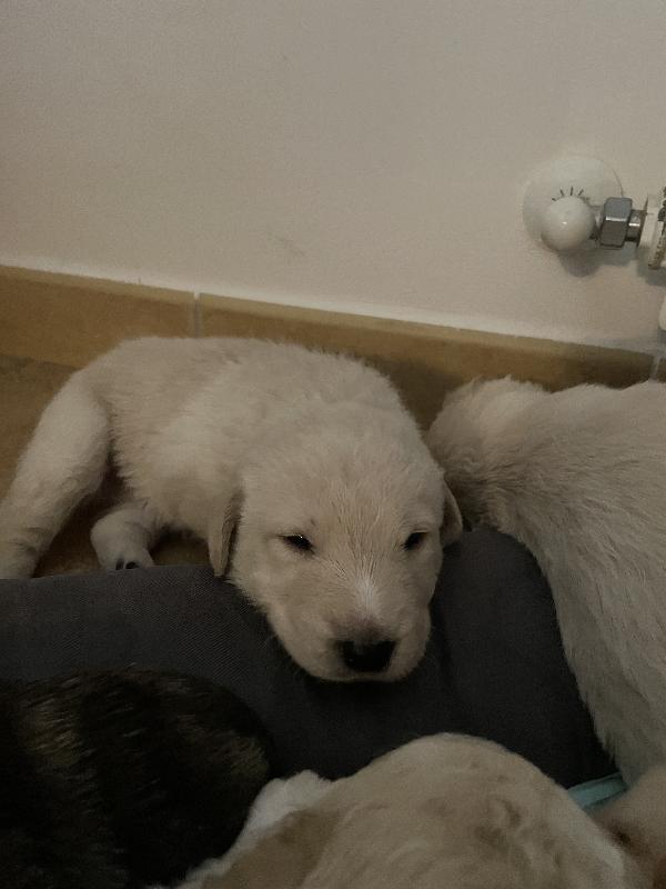 Cuccioli cercano casa 🐶🏡 Foto 4