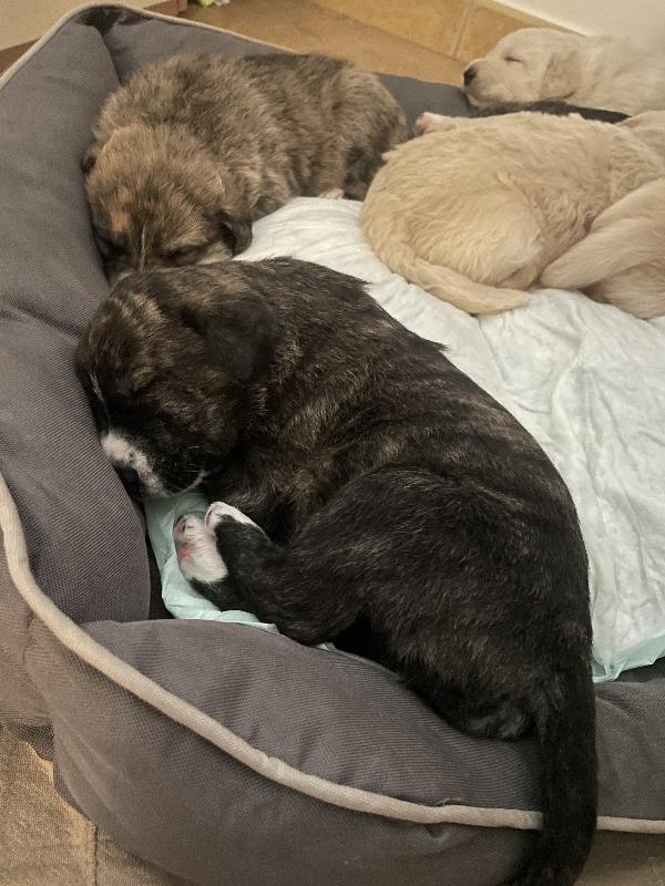 Cuccioli cercano casa 🐶🏡 Foto 5