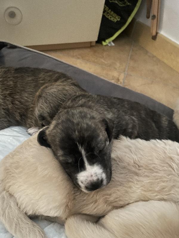 Cuccioli cercano casa 🐶🏡 Foto 6