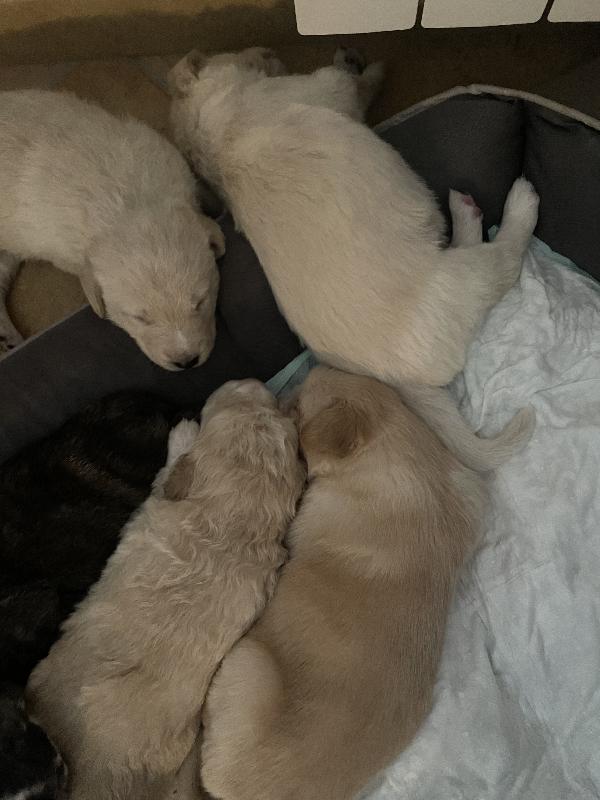 Cuccioli cercano casa 🐶🏡 Foto 7