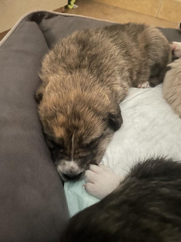 Cuccioli cercano casa 🐶🏡 Foto 8