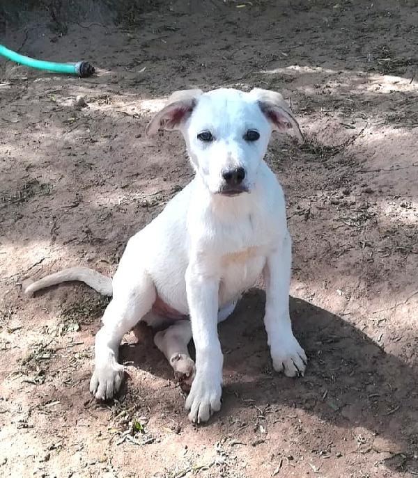 Brando Mix Labradorino