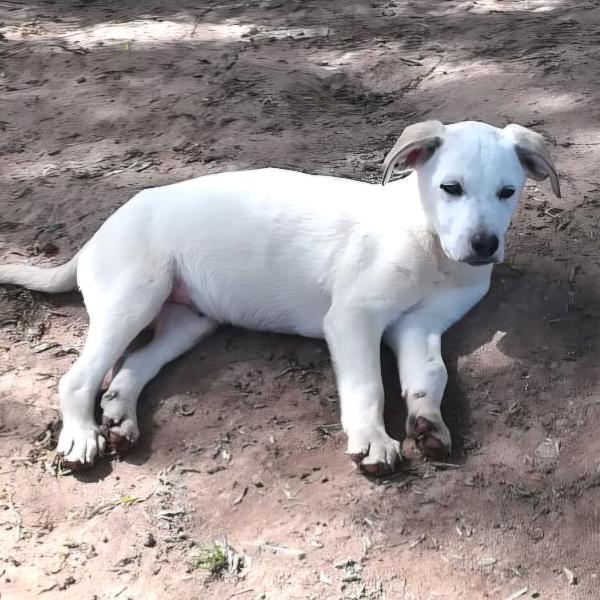 BRANDO MIX LABRADORINO Foto 2