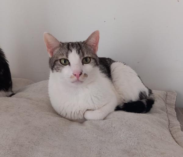 Miele, adorabile gatto da adottare! Foto 3