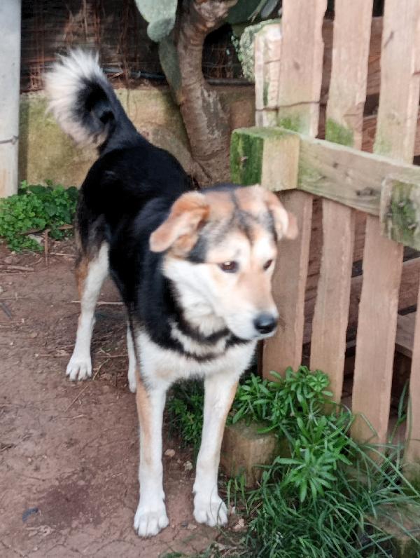 DOLCISSIMA LINA Foto 2