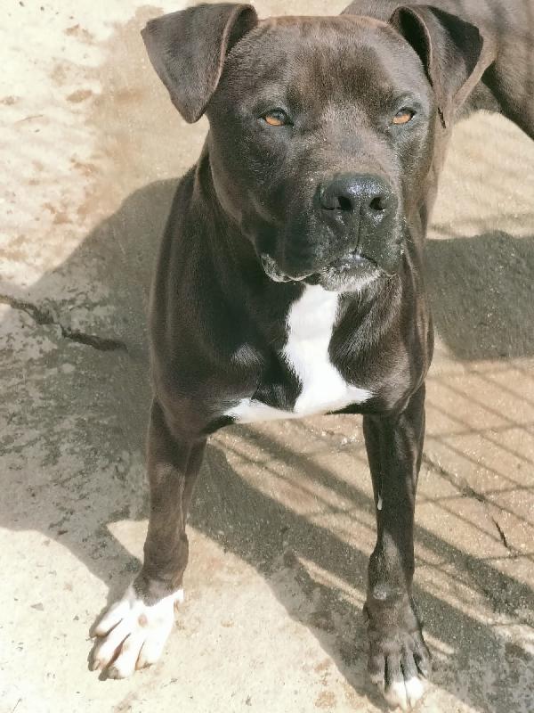 Demon splendido giovane Pitbull cerca casa  Foto 2