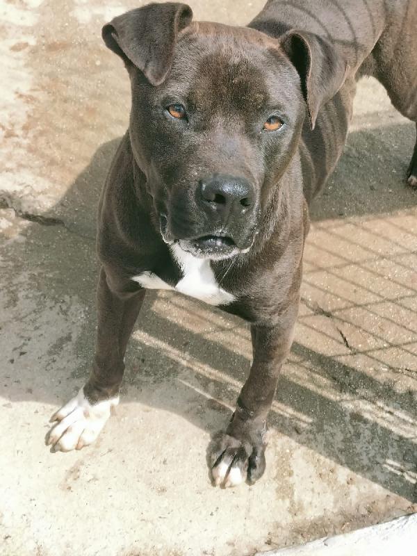 Demon splendido giovane Pitbull cerca casa  Foto 3