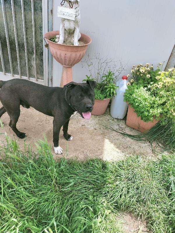 Demon splendido giovane Pitbull cerca casa  Foto 4