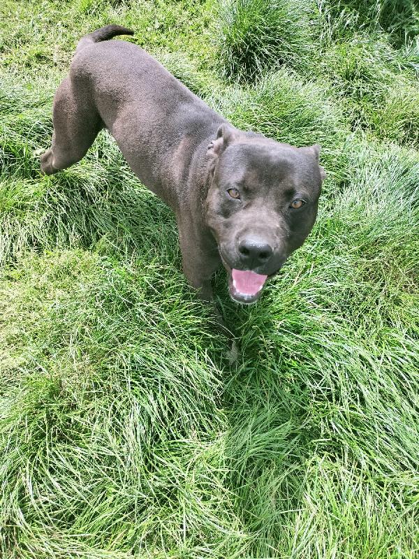 Demon splendido giovane Pitbull cerca casa  Foto 5