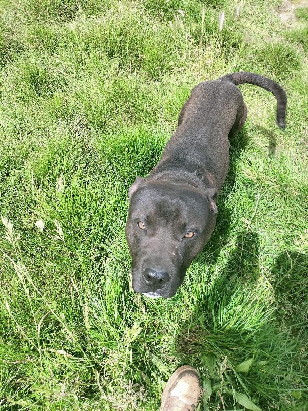 Demon splendido giovane Pitbull cerca casa  Foto 6