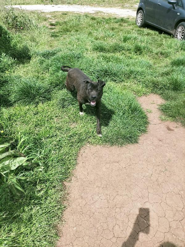 Demon splendido giovane Pitbull cerca casa  Foto 7