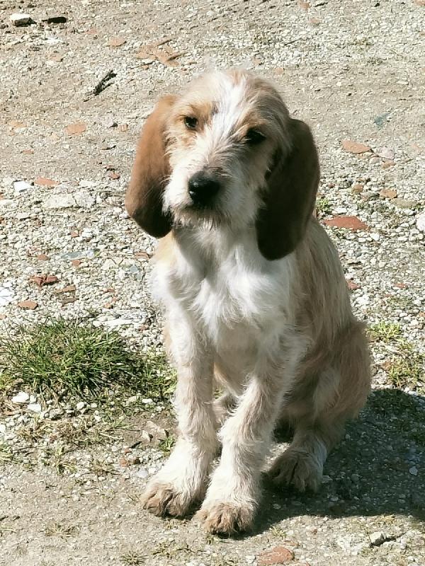 Spino meraviglioso dolce cucciolo cerca casa  Foto 2