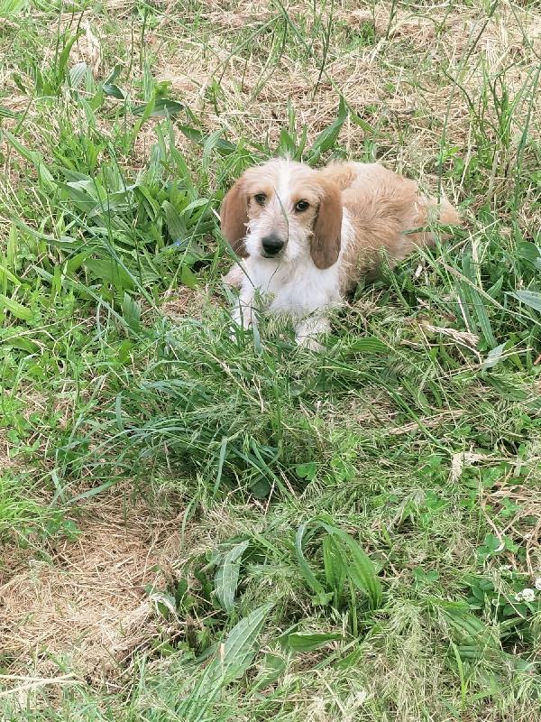Spino meraviglioso dolce cucciolo cerca casa  Foto 3
